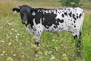 s_3929_s.jpg - Blaze of Glory x Over Kill - 2006 Bull