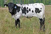 s_4355_s.jpg - Over Shadowed x Over Kill - 2006 Bull