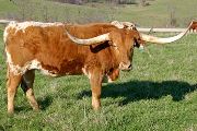 t_1146_s.jpg - Shadow Thorn x Highway Man - 2003 Steer