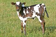 t_2290_s.jpg - Super Sky x Over Kill - 2007 Heifer