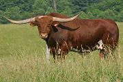 Texas Longhorn Reference_Sire - Super Duty - Photo Number: t_2360.jpg