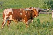 Texas Longhorn Reference_Sire - Superb - Photo Number: t_2455.jpg