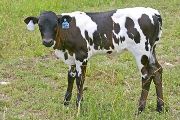 t_2865_s.jpg - Senachoo x Over Kill - 2007 Heifer