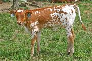 t_3000_s.jpg - Gizmo Gail x Over Kill - 2007 Heifer