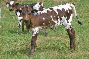 t_3020_s.jpg - Unblazon x Over Kill - 2007 Heifer