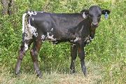 t_3021_s.jpg - Rose In The Wind x Over Kill - 2007 Heifer