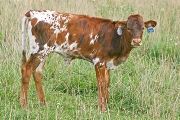 t_4756_s.jpg - Grace Under Fire x Over Kill Heifer - 2007
