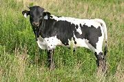 t_4780_s.jpg - Not So Tidy x Over Kill - 2007 Bull