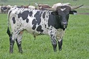 t_4917_s.jpg - Senachoo x Over Kill - 2006 Bull