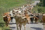 Texas Longhorn Herd_Packages - Herd Packages - Photo Number: t_5995.jpg