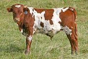 t_7269_s.jpg - High Tide x Over Kill - 2007 Bull