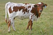 t_7448_s.jpg - Fancy V x Overkill - 2007 Heifer