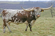 Texas Longhorn Reference_Sire - Mile Marker - Photo Number: t_7728.jpg
