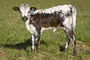 u_1019_s.jpg - Harmony x Over Kill - 2008 Heifer