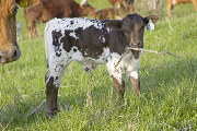 u_1214_s.jpg - Precious Blade x Over Kill - 2008 Bull