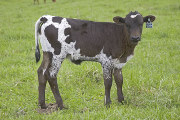 u_1328_s.jpg - Senators Rose x Over Kill - 2008 Heifer