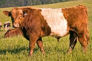 BueLingo Reference_Sire - Valiant Fun - Photo Number: u_1905.jpg