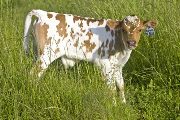 u_2135_s.jpg - Bowl of Roses x Over Kill - 2008 Bull