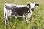 u_3598_s.jpg - Harmony x Over Kill - 2008 Heifer