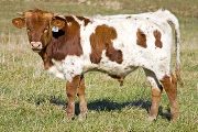 u_5722_s.jpg - Field Dandy x Over Kill - 2008 Bull