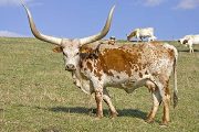 Watusi Reference - High Dingo - Photo Number: v_0610.jpg