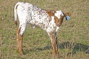 v_0635_s.jpg - Shine All Over x Over Kill - 2009 Heifer