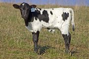 v_0641_s.jpg - Cyber Field x Over Kill - 2009 Bull