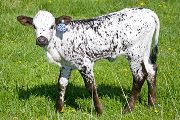 v_0848_s.jpg - Kookachoo x Over Kill - 2009 Heifer