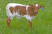 v_1110_s.jpg - Winning Blade x Over Kill - 2009 Bull