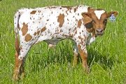 v_1565_s.jpg - A Dozen Red Roses x Over Kill - 2009 Bull
