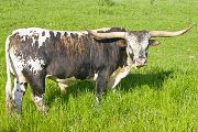 Texas Longhorn Reference_Sire - Tycoon - Photo Number: v_1626.jpg