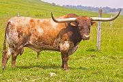 Texas Longhorn Reference_Sire - Bogus Bonus - Photo Number: v_2269.jpg