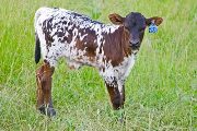 v_2427_s.jpg - Win Easy x Over Kill - 2009 Bull
