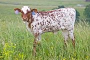 v_2595_s.jpg - Shine All Over x Over Kill - 2009 Heifer