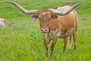 Texas Longhorn Reference_Cow - Field of Pearls - Photo Number: v_2655.jpg