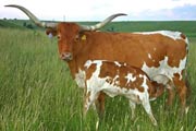 Texas Longhorn Reference_Cow - Gizette - Photo Number: v_2729.jpg