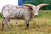 Watusi