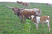 Texas Longhorn Reference_Cow - Unbounded Symbol - Photo Number: v_3843.jpg