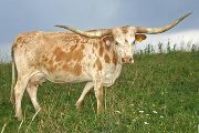 Texas Longhorn Reference_Cow - Bella Bellucci - Photo Number: v_3857.jpg