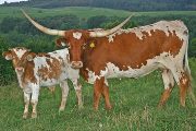 Texas Longhorn Reference_Cow - Tempted Friend - Photo Number: v_3858.jpg
