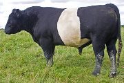 BueLingo Reference_Sire - Fun And Games - Photo Number: v_4259.jpg