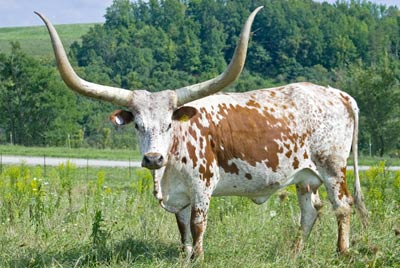 Watusi Cow