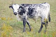 v_5549_s.jpg - Thumbelina x Over Kill - 2009 Bull