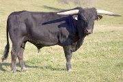 Texas Longhorn Reference_Sire - Noble Knight - Photo Number: v_5658.jpg
