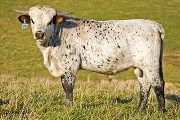 v_5694_s.jpg - Shadow Jubilee x Shadowizm - 2008 Embryo Bull