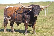 Texas Longhorn Reference_Sire - Shy Streaker - Photo Number: v_5800.jpg