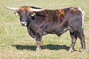 Texas Longhorn Reference_Sire - Fixer - Photo Number: v_5837.jpg