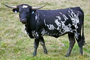 v_6078_s.jpg - Iridessa