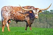 Texas Longhorn Reference_Sire - Juma - Photo Number: w_1007.jpg