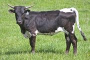 Texas Longhorn 2009_Heifer - Kow Tower - Photo Number: w_1384.jpg